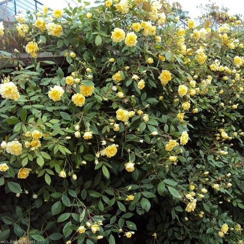 Żółty  - Róże pienne - z kwiatami bukietowymi - korona zwisająca
